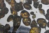 Polished Sericho Pallasite Meteorite ( g) Slice - Kenya #348925-1